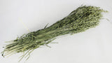 Avena secca - 1 mazzo - colore naturale