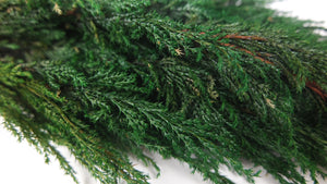 Cypress Hiba conserva Earth Matters - 2 pezzi - Verde 700