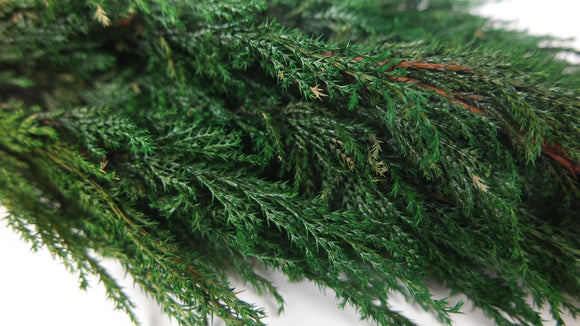 Cypress Hiba conserva Earth Matters - 2 pezzi - Verde 700