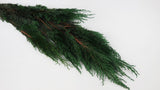 Cypress Hiba conserva Earth Matters - 2 pezzi - Verde 700