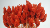 Phalaris - 1 Bund- Terracotta