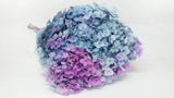 Hortensia stabilisé Anna - 1 tête - Rainbow purple/blue