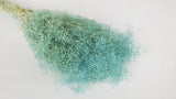 Gypsophila Mini stabilizzata - 1 mazzo - azzurro