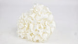 Preserved hydrangea Plus Kiara- 1 head - Pure white