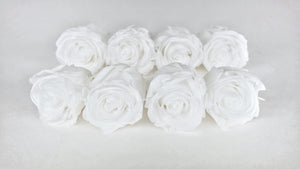 Stabilisierte Rosen Kiara 5 cm - 8 Stück - Pure white