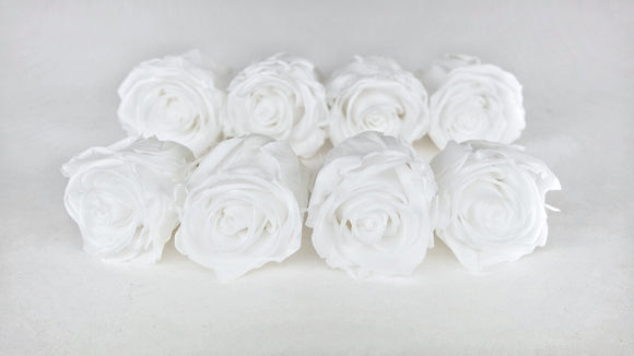 Stabilisierte Rosen Kiara 5 cm - 8 Stück - Pure white