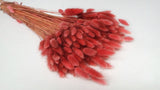 Lagurus - 1 Bund - Cranberry