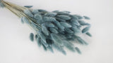 Lagurus secchi - 1 mazzetto - Blu-grigio
