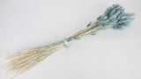 Lagurus secchi - 1 mazzetto - Blu-grigio