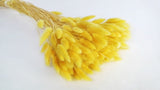 Lagurus - 1 Bund - Gelb