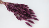 Lagurus essiccata - 1 mazzo - viola