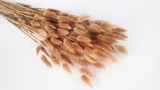 Lagurus essiccato - 1 mazzo - pesca