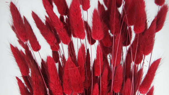 Lagurus essiccati - 1 mazzo - Rosso