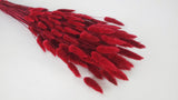 Lagurus essiccati - 1 mazzo - Rosso
