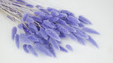 Lagurus secchi - 1 mazzo - Viola