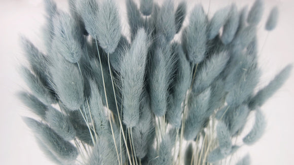 Lagurus secchi - 1 mazzetto - Blu-grigio