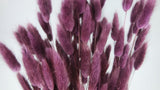 Lagurus essiccata - 1 mazzo - viola