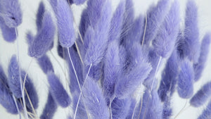 Lagurus secchi - 1 mazzo - Viola