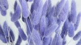 Lagurus secchi - 1 mazzo - Viola