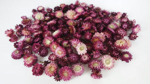 Strawflowers heads - 200 g - Natural colour purple