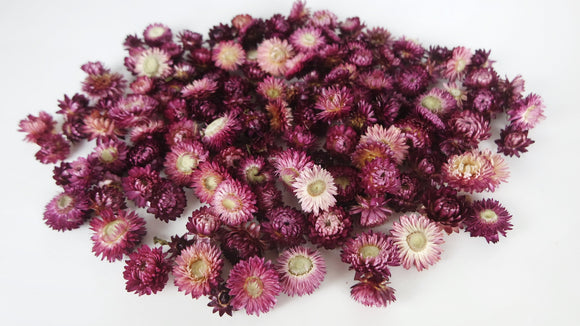 Teste di fiori di elicriso - 200 g - colore naturale viola