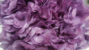 Ortensia Stabilizzata Extra - 1 Testa - Viola