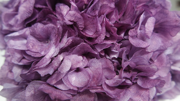 Ortensia Stabilizzata Extra - 1 Testa - Viola