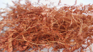 Limonium getrocknet - 1 Bund XL - Terracotta - Si-nature
