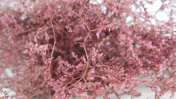 Limonium séché - 1 botte XL - Vintage rosa