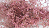 Limonium essiccato - 1 mazzo XL - rosa vintage