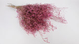 Limonium essiccato - 1 mazzo XL - rosa vintage