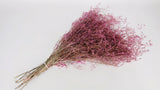 Limonium essiccato - 1 mazzo XL - rosa vintage