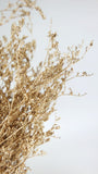 Limonium getrocknet - 1 Bund - Gold