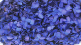 Ortensia Anna stabilizzata - 1 testa - Majorelle blu