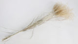 Miscanthus NL - 10 Stängel - Naturfarbe