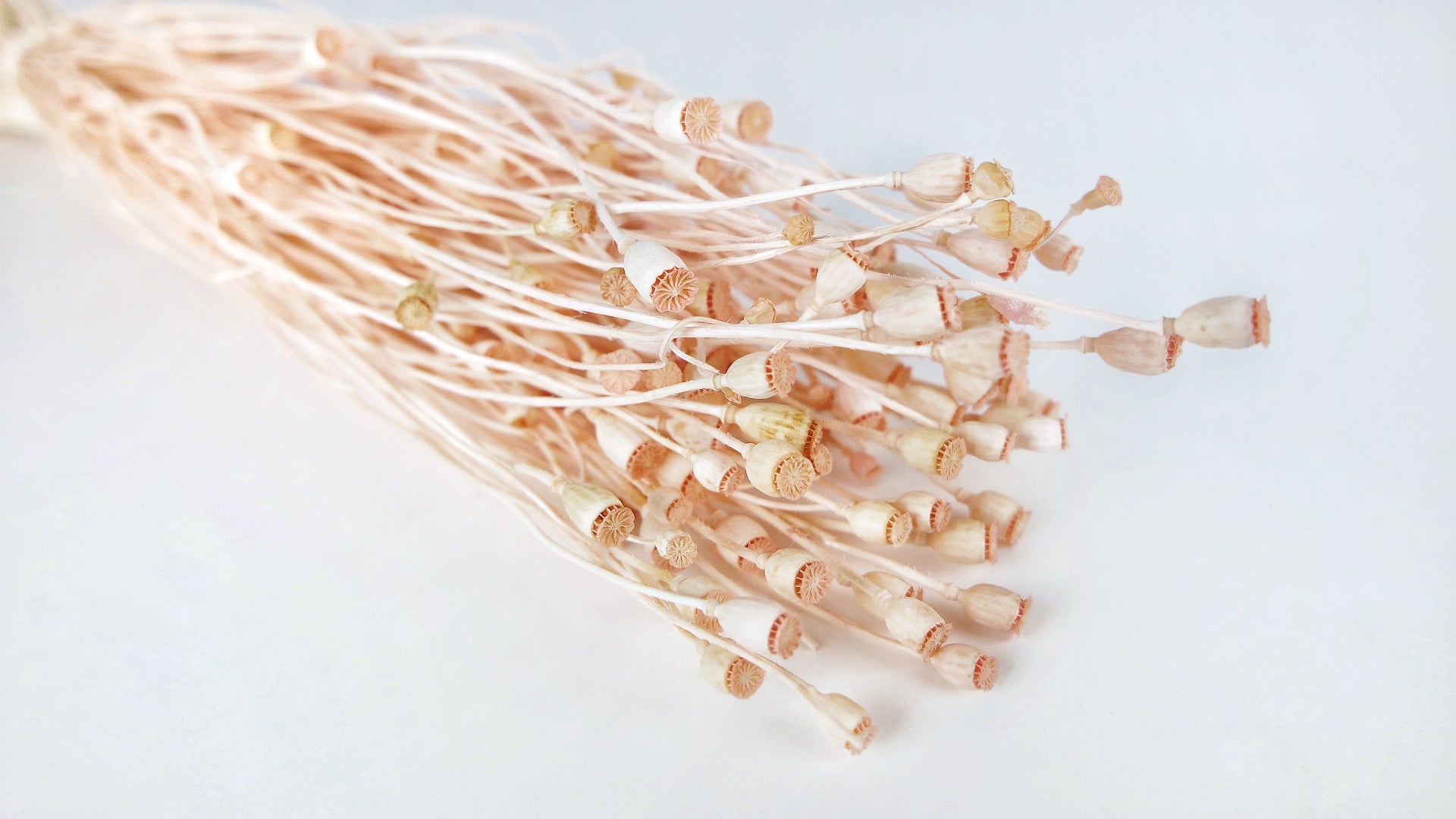 Pavots séchés mini - 1 botte - Rose clair