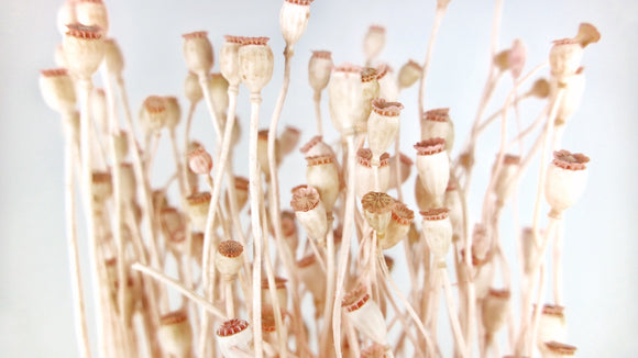 Dried Poppy mini - 1 bunch - Light pink