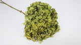 Ortensia Conservata Anna - 1 Testa - Verde Oliva