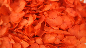 Ortensia Anna Conservata - 1 Testa - Arancione