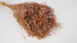 Broom Bloom getrocknet - 1 Strauß - Frost orange