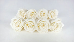 Rose stabilizzate Kiara 5 cm - 8 pezzi - Bianco perla