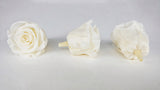 Rose stabilizzate Kiara 5 cm - 8 pezzi - Bianco perla