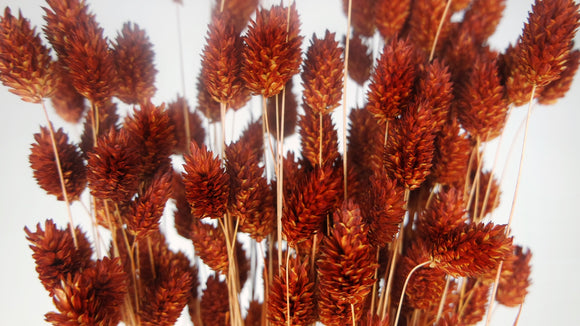 Phalaris essiccata - 1 mazzo - caramello