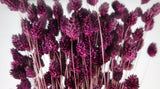 Phalaris essiccato - 1 mazzo - prugna