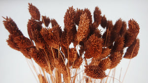 Phalaris - 1 mazzetto di cioccolato