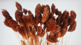 Phalaris - 1 mazzetto di cioccolato