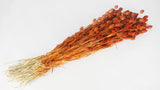 Phalaris essiccata - 1 mazzo - caramello