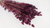 Phalaris essiccato - 1 mazzo - prugna
