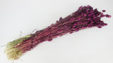Phalaris essiccato - 1 mazzo - prugna