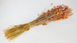 Phalaris getrocknet - 1 Bund - Frost orange